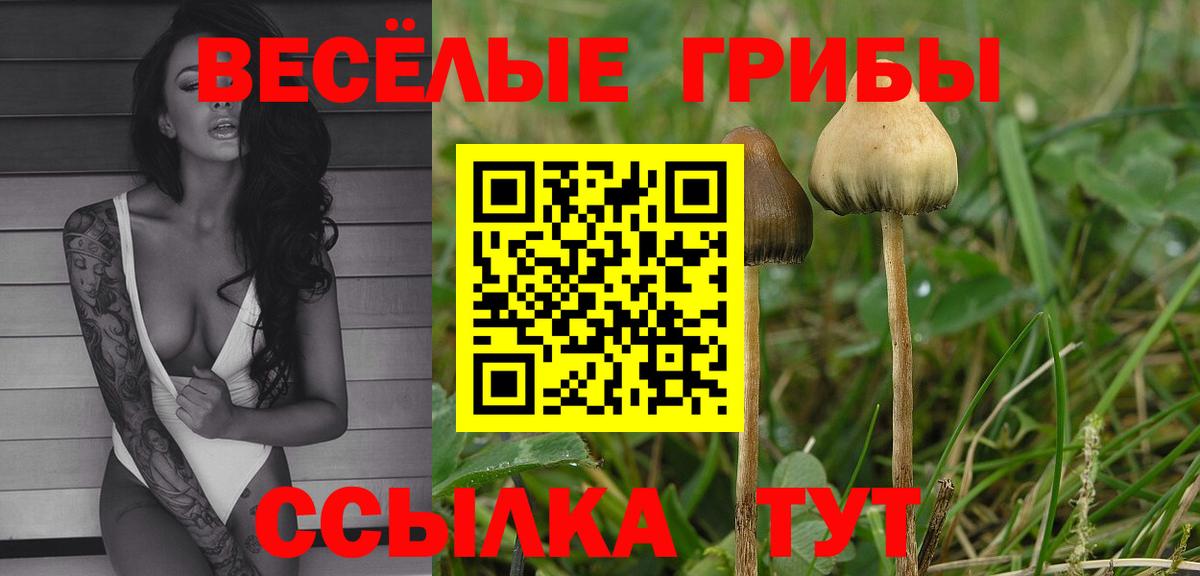 Галлюциногенные грибы Psilocybine cubensis Кохма